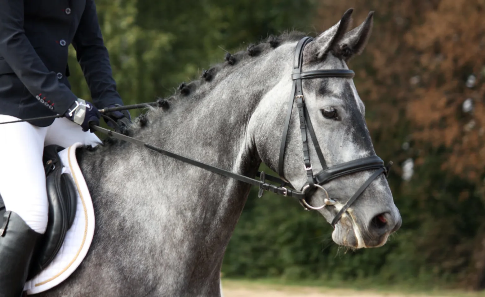 Grey Performance Horse with Rider